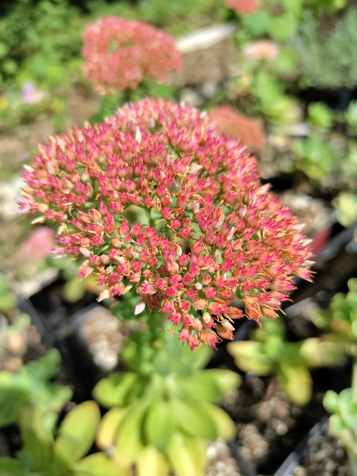 Stonecrop ‘Lajos’ plant 3.25″ pot – Autumn Charm