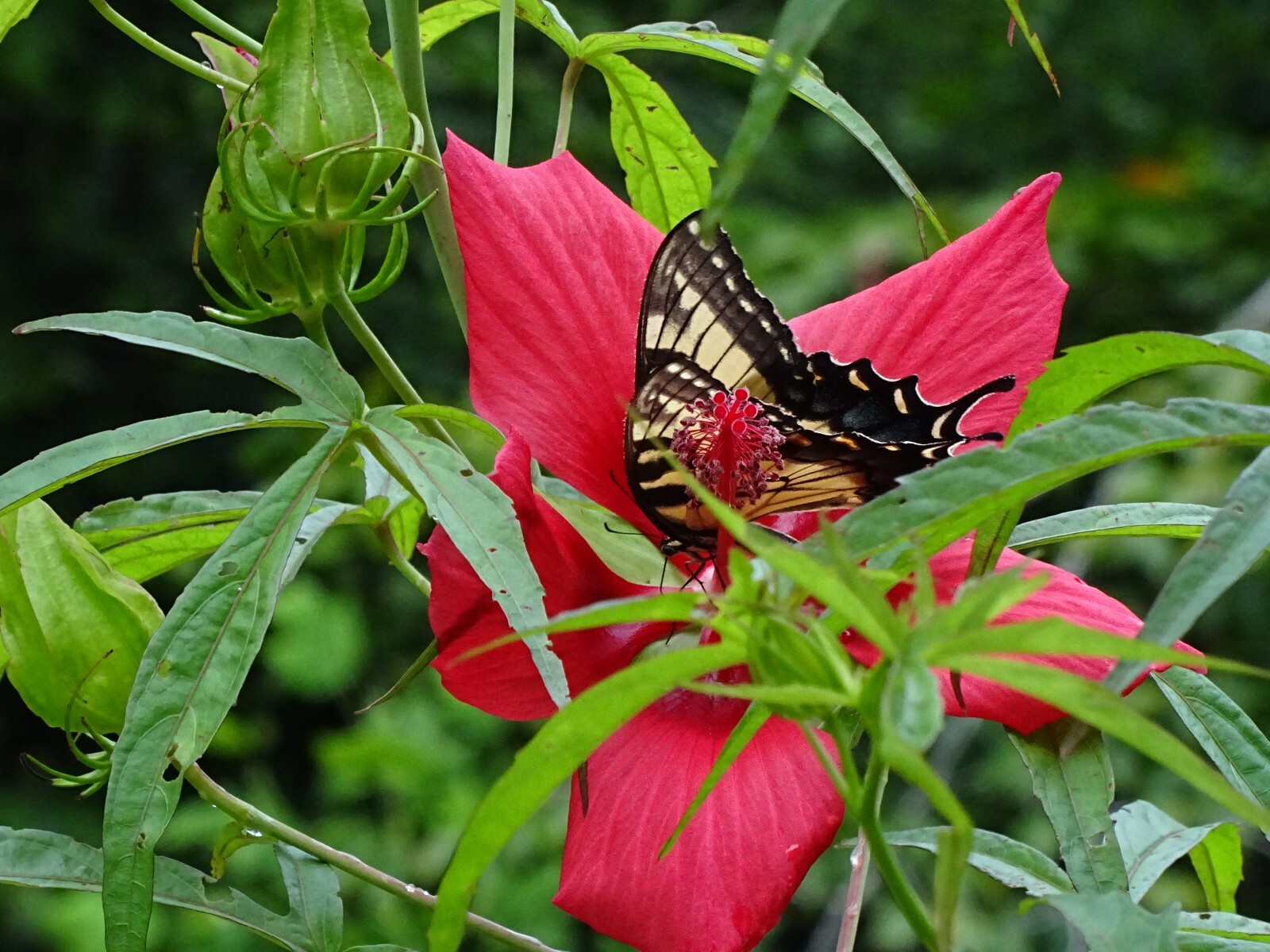 Texas Star Hibiscus Rose Mallow H. coccineus Native Perennial 30 seeds 2024