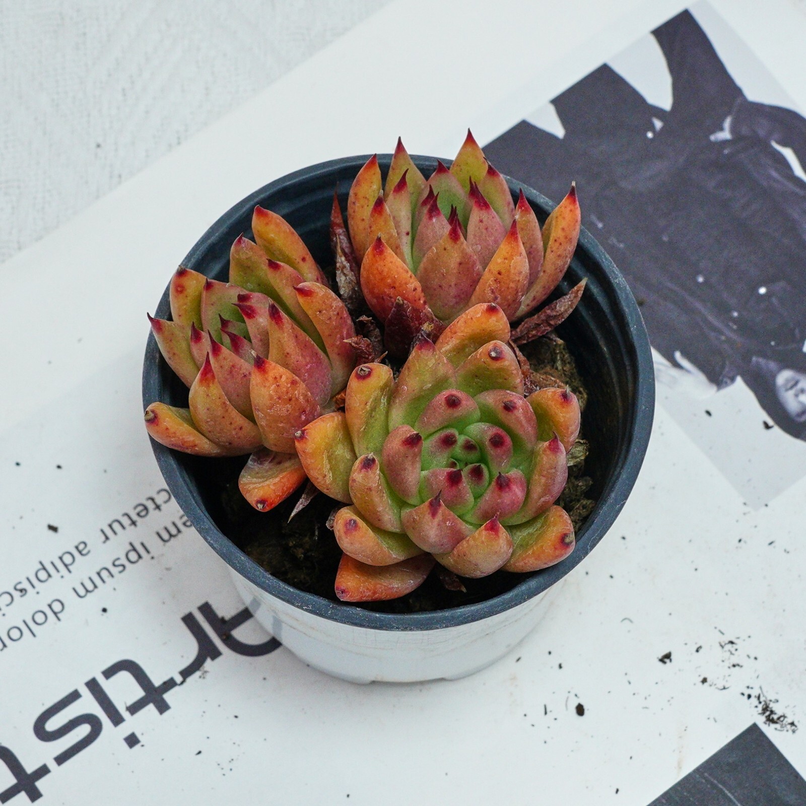 4” Echeveria Red Umbrella, Live Succulent Plants,Rare Plants