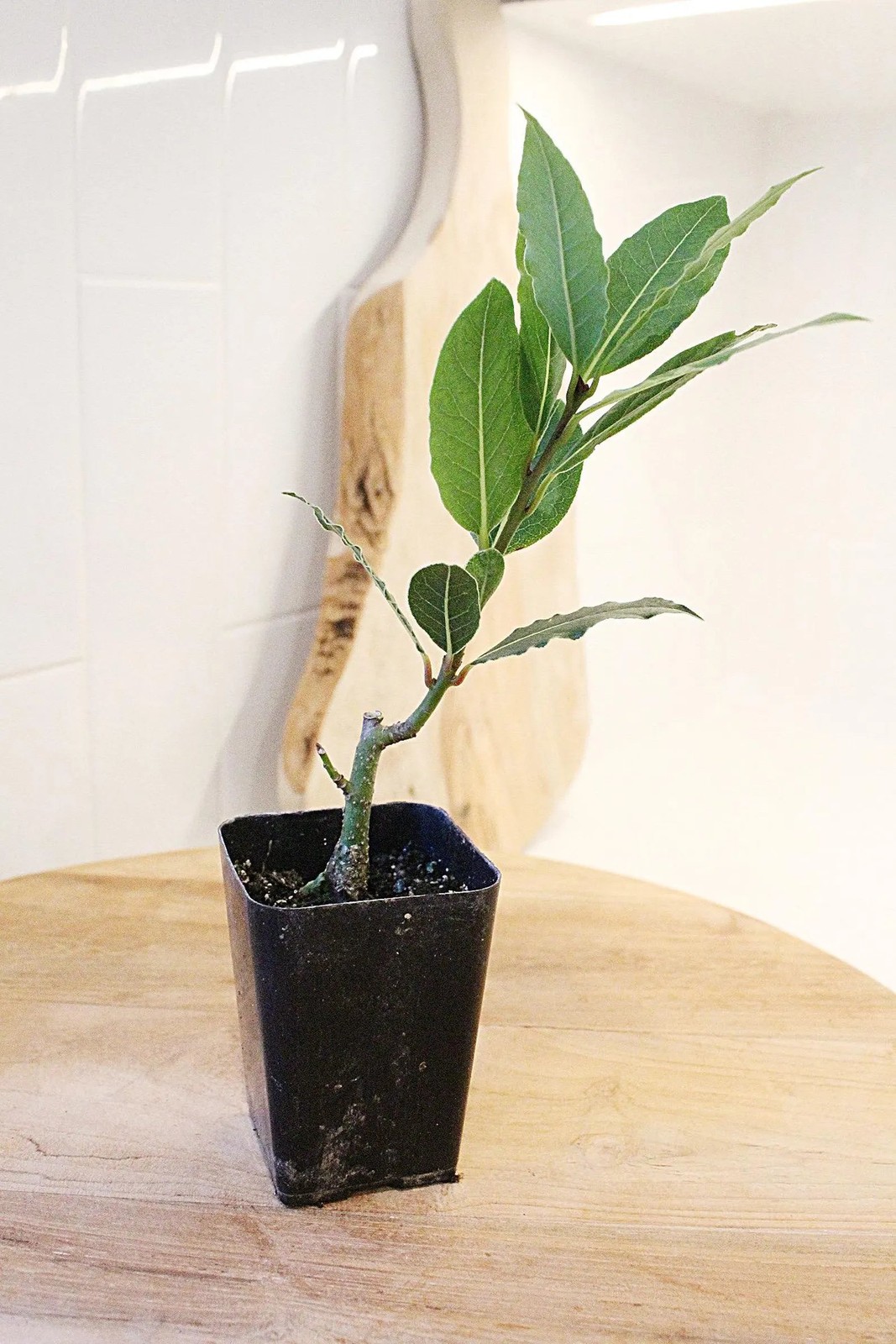 Sweet Bay Laurel Plant, 2.5 Inch Pot, Culinary Herb Starter, Edible Herb Tree