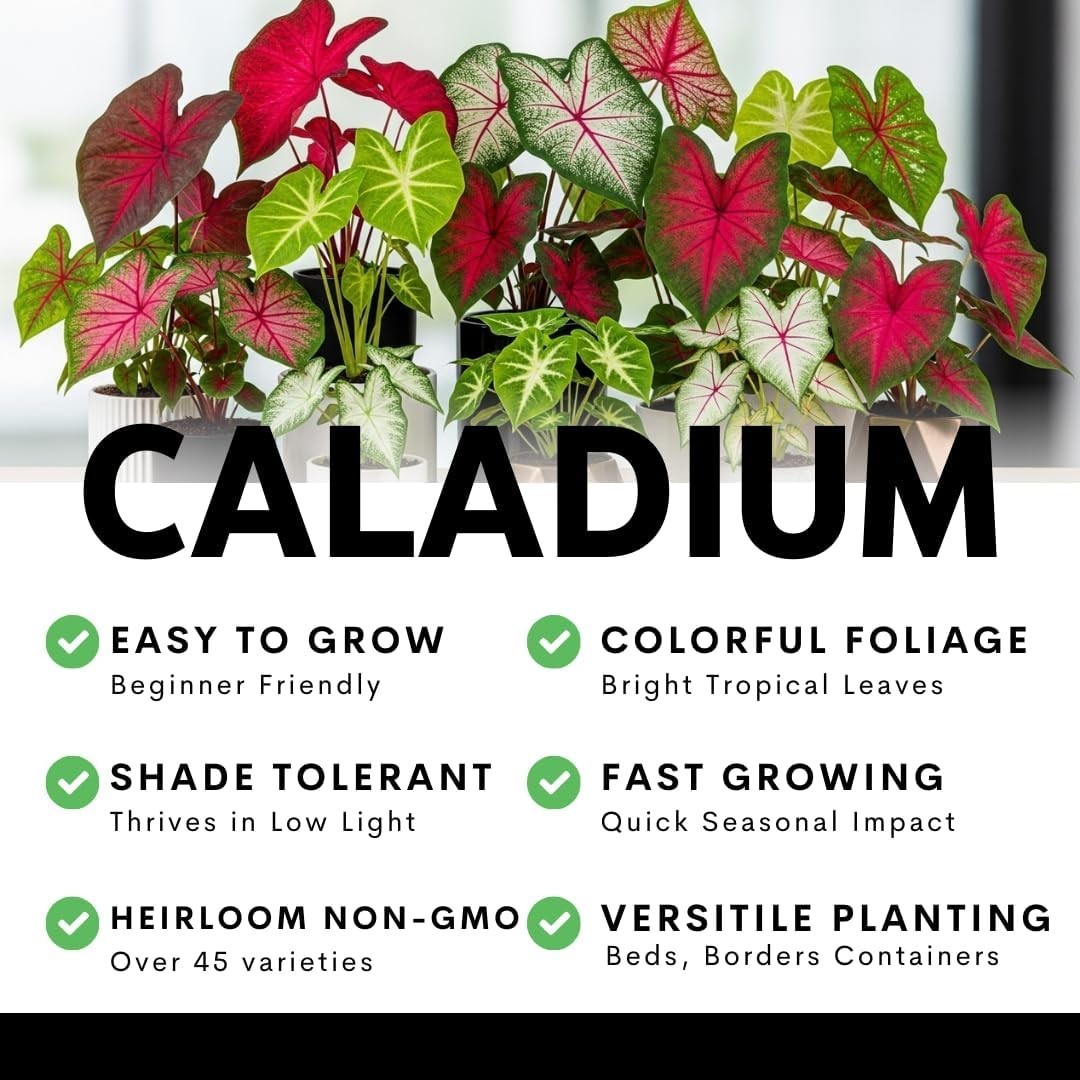 Vibrant Heart’s A’Fire Caladium Bulbs – Perfect for Full Sun and Garden Elegance