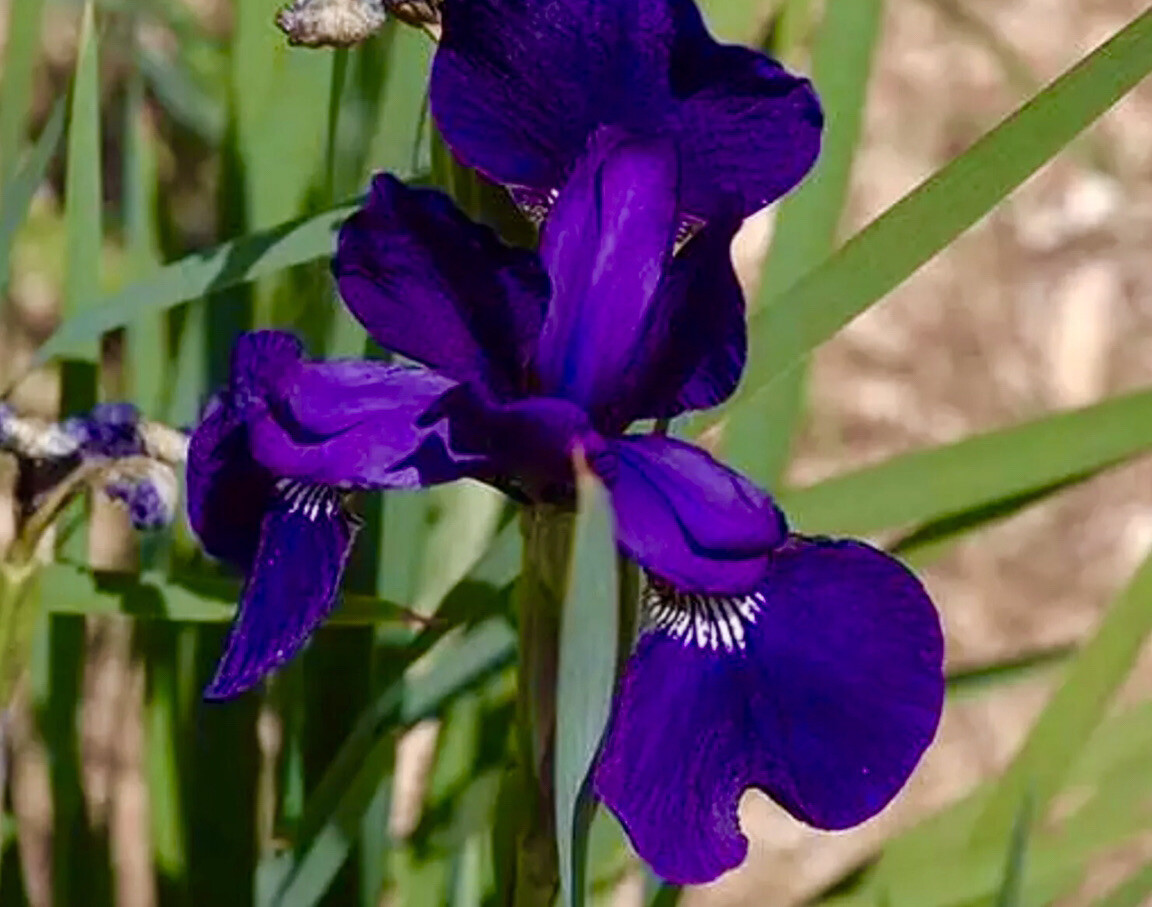 Rosalie Figge Bearded Iris Plant Fit in 5” Pot Fragrant Reblooming PURPLE Flower