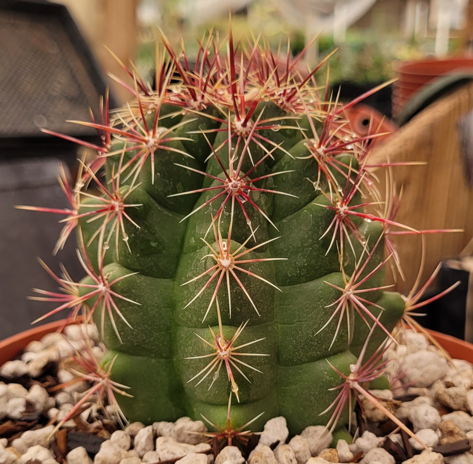 Thelocactus Bicolor Var. Pottsii “Glory Of Texas” 2.75″ Tall – Bare Root