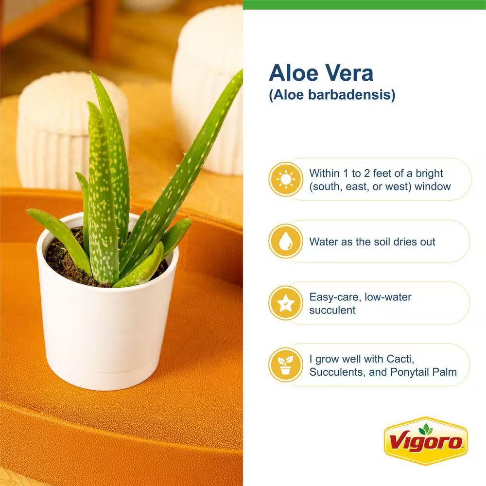 Aloe Vera Indoor Plant in 4 In. Decor White Pot, Avg. Shipping Height 7 In. Tall