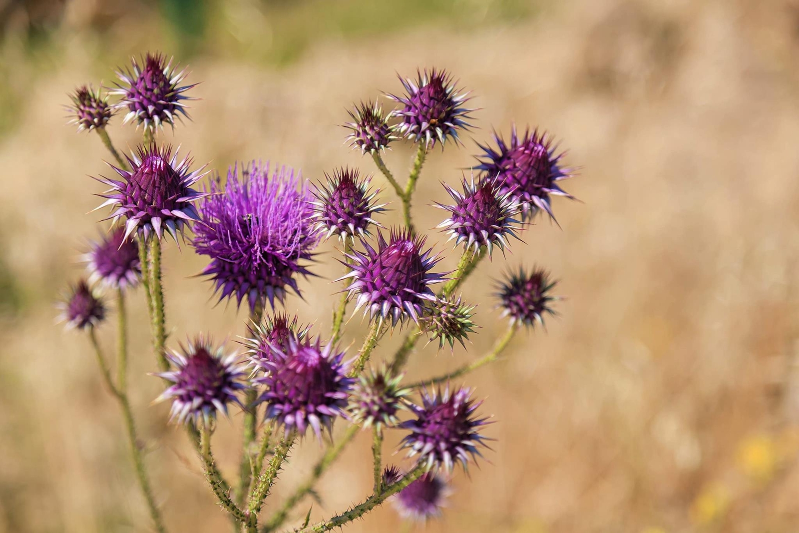Holy Milkthistle Plant Seeds (100 Seeds) – Silybum marianum – Blessed Milkplant