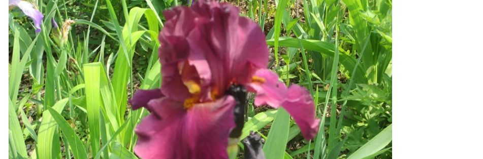 10 Iris Fresh Bearded Iris Rhizomes Mixed Varieties