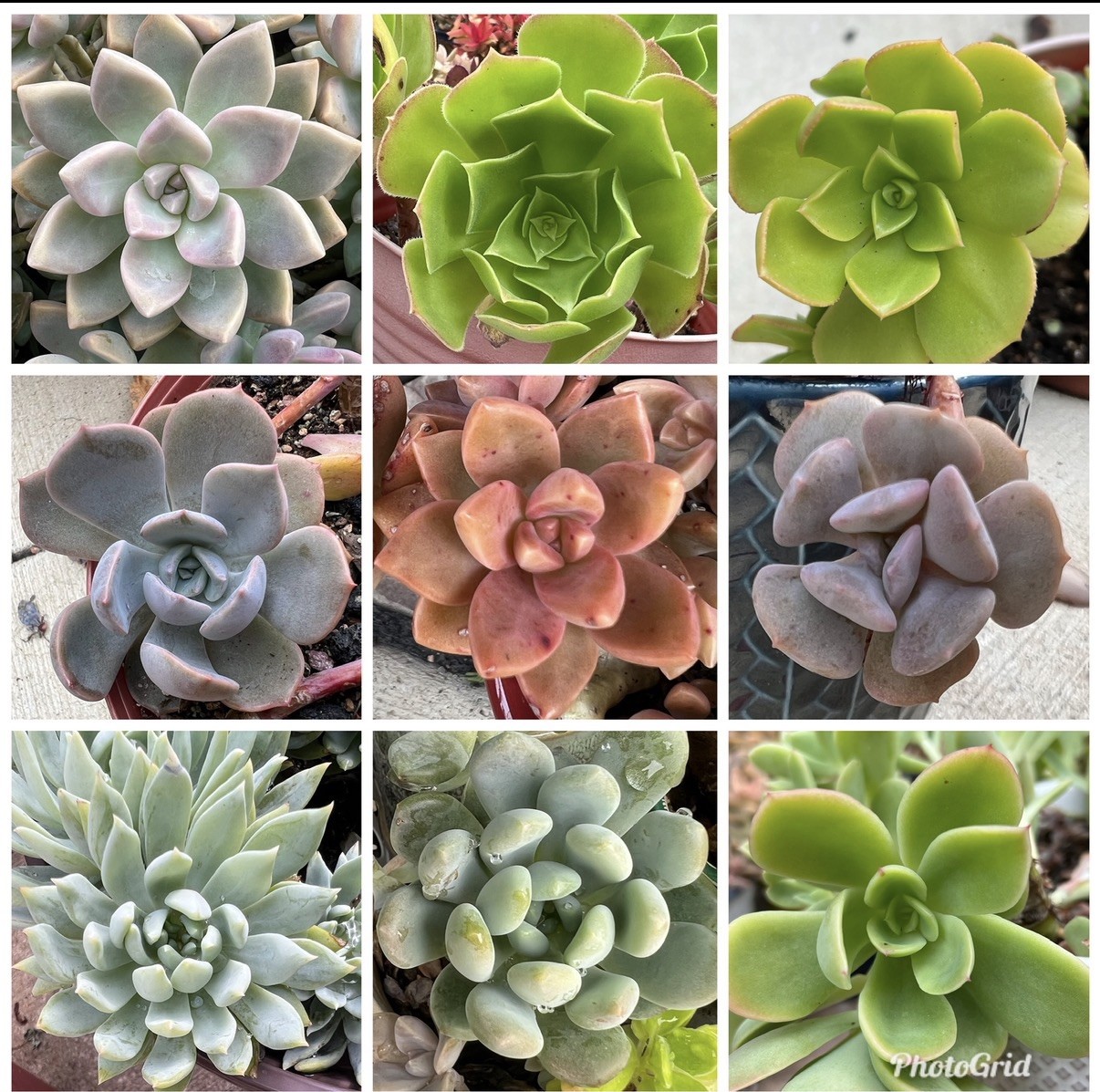 20+ Succulent Cuttings with 10 Different Varieties