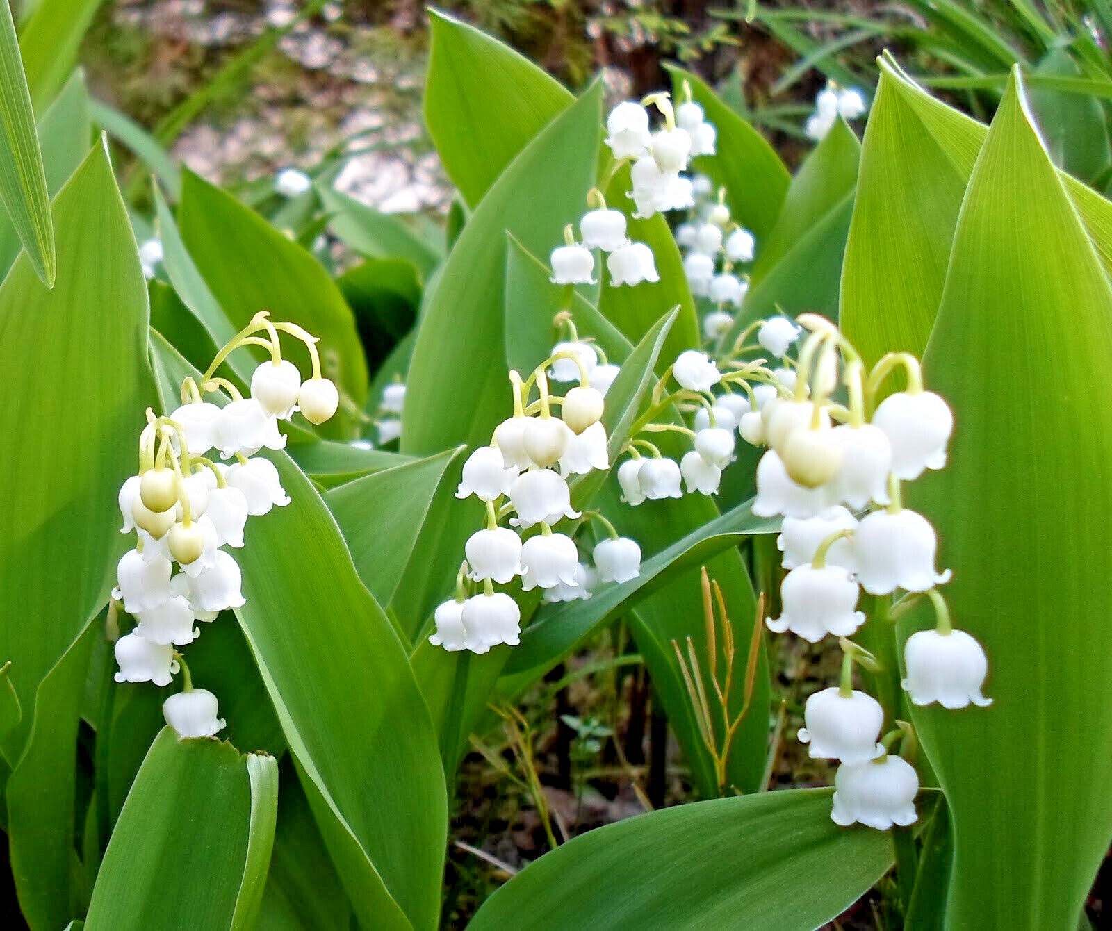 Lily of the Valley Convallaria majalis 15 Plants Bare Root