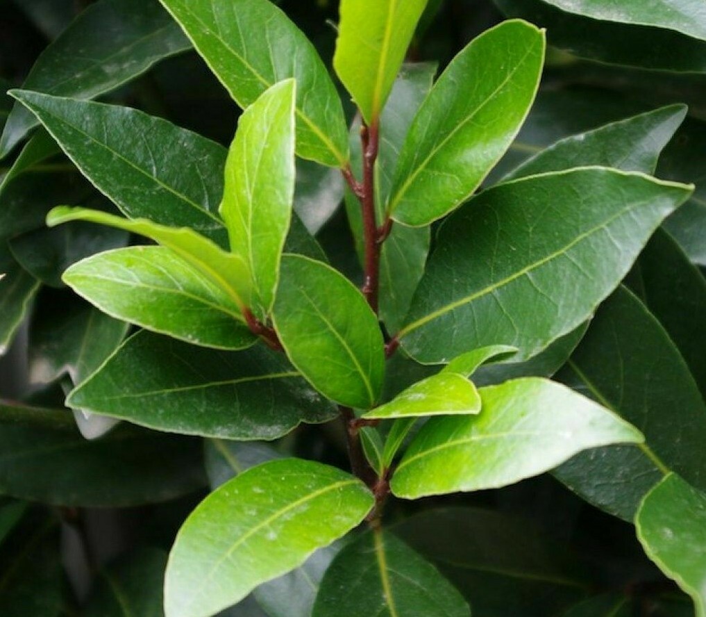 Bay Leaf Tree – 5-6″ Tall Live Plant, Seedling, Sweet Bay Laurel, Laurus nobilis