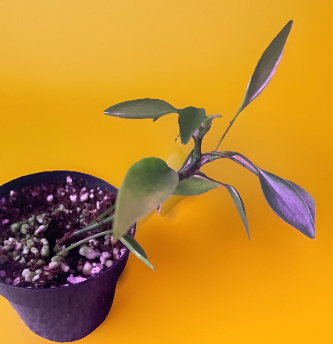 Very RARE Philodendron MINI MIDGET Live Plant potted- Exact Plant