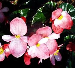 Angel Wing Begonia Richmondensis Pink Rooted Starter Plant BUY 2 GET 1 FREE