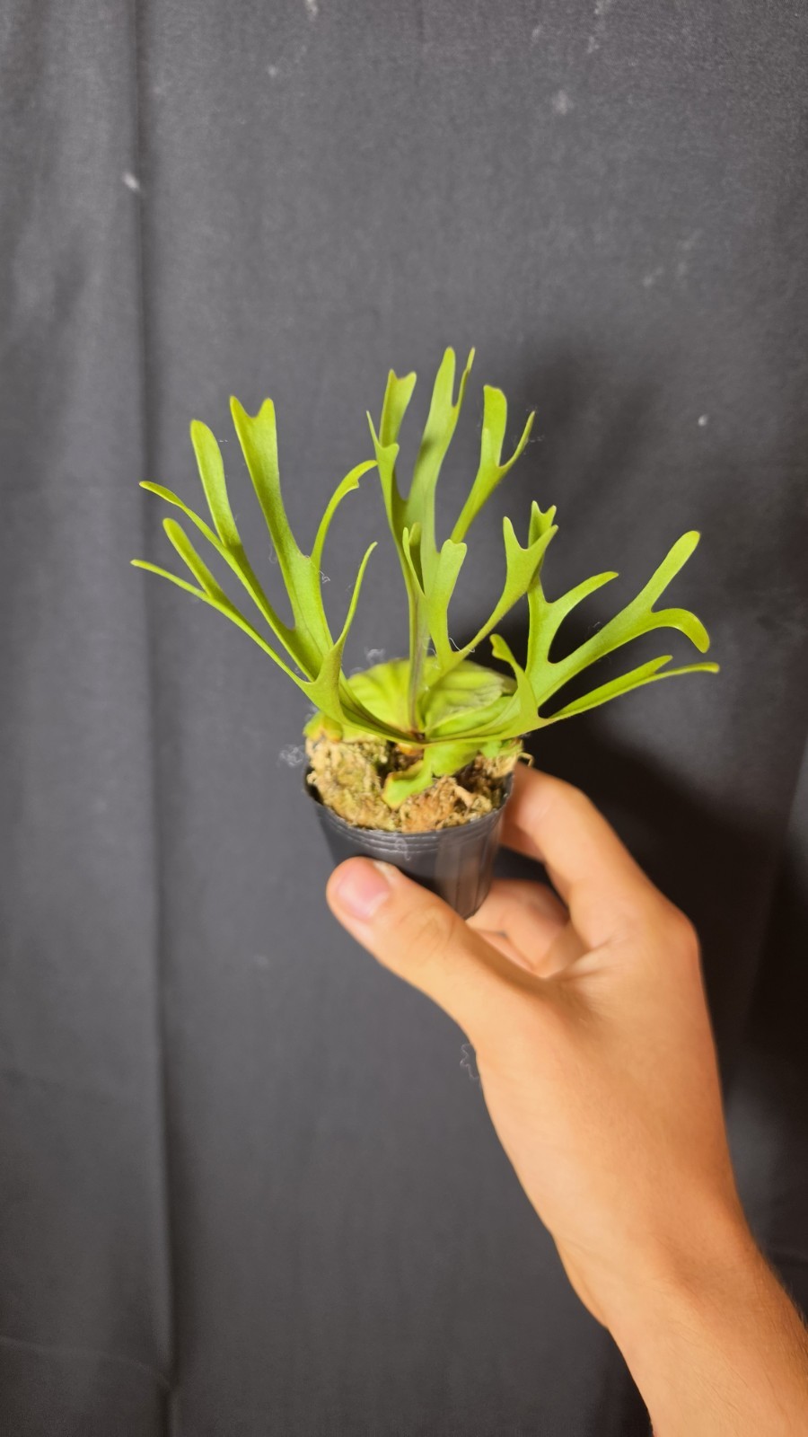 RARE Platycerium Ridleyi “Nano” USA SELLER