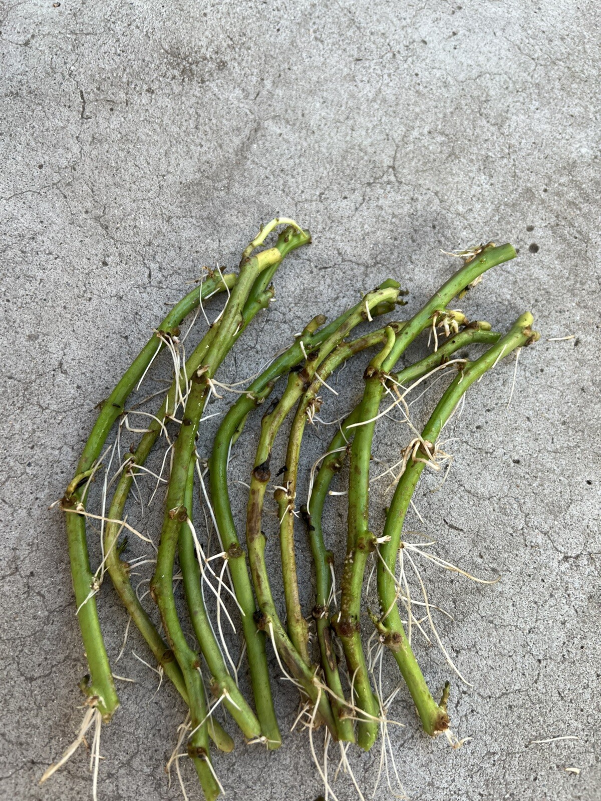 10 Rooted Sweet Potato Slips Cutting Vines Ready To Plant