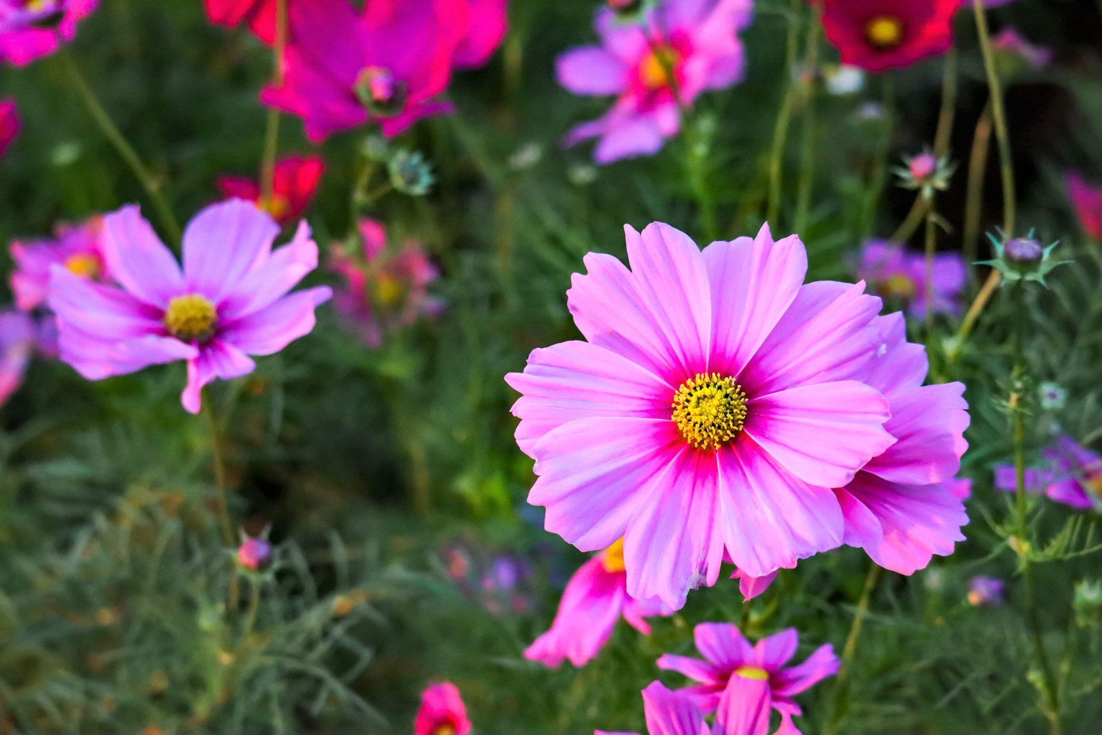 300 GLORIA COSMOS Bipinnatus 2 Tone Pink Flower Seeds *Flat S/H