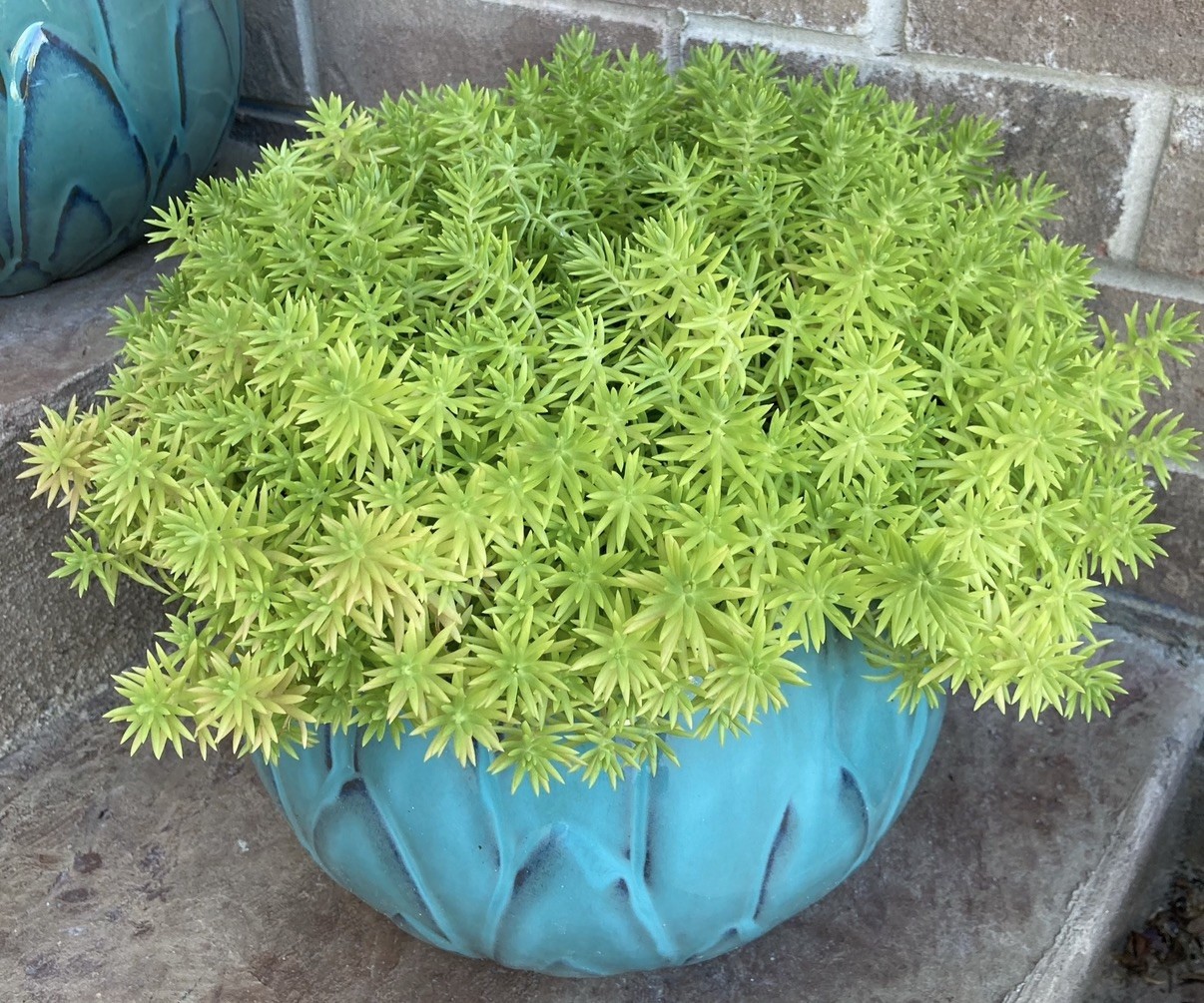 20+ Succulent Cuttings with 10 Different Varieties