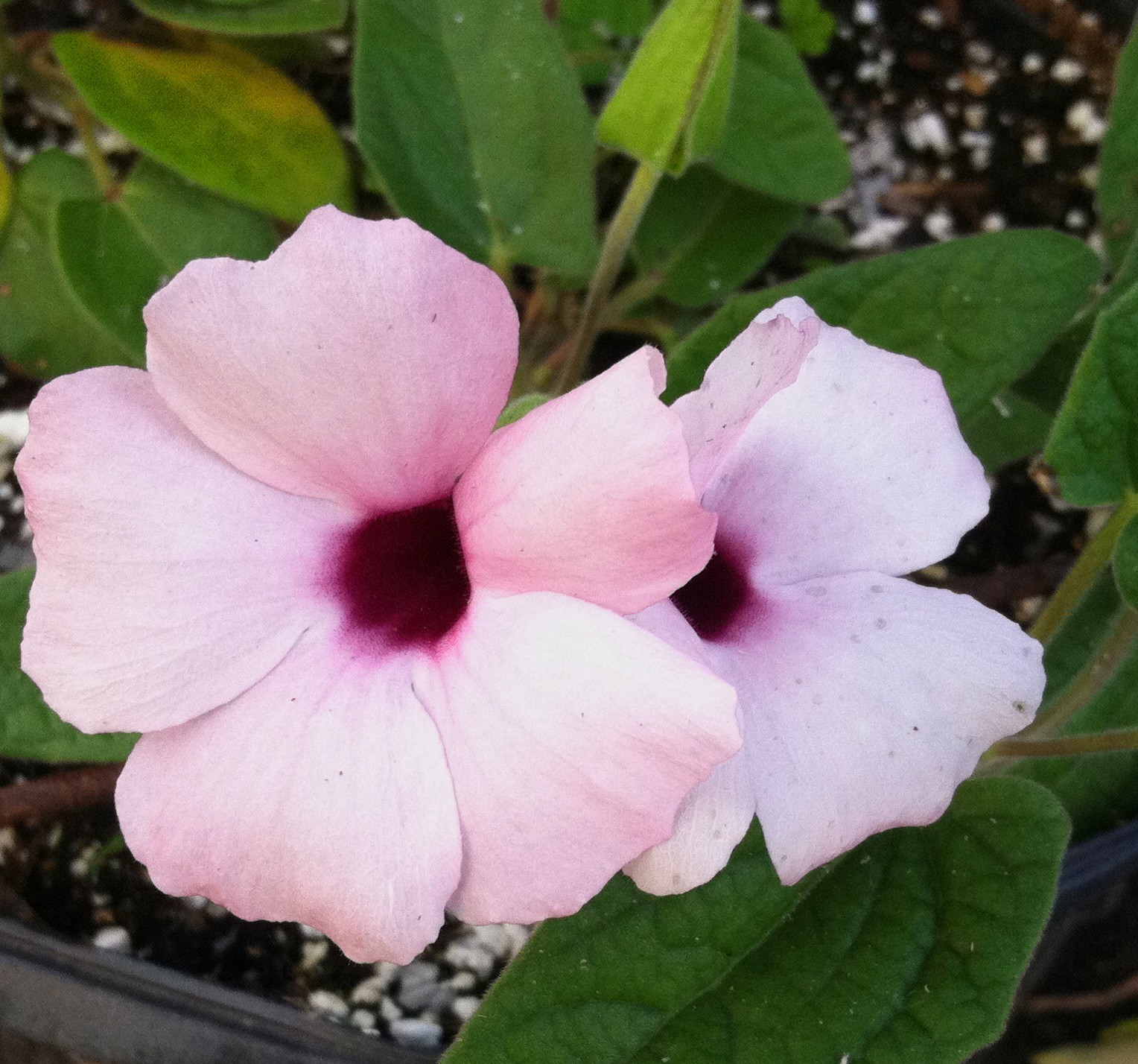 Thunbergia alata Raspberry Smoothie gallon Plant