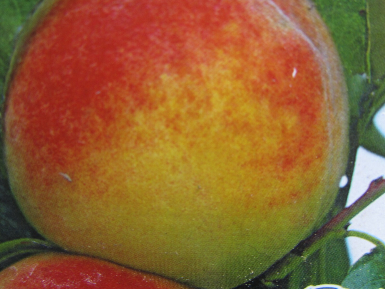 1 Peach Tree Seedling 8 – 12” tall
