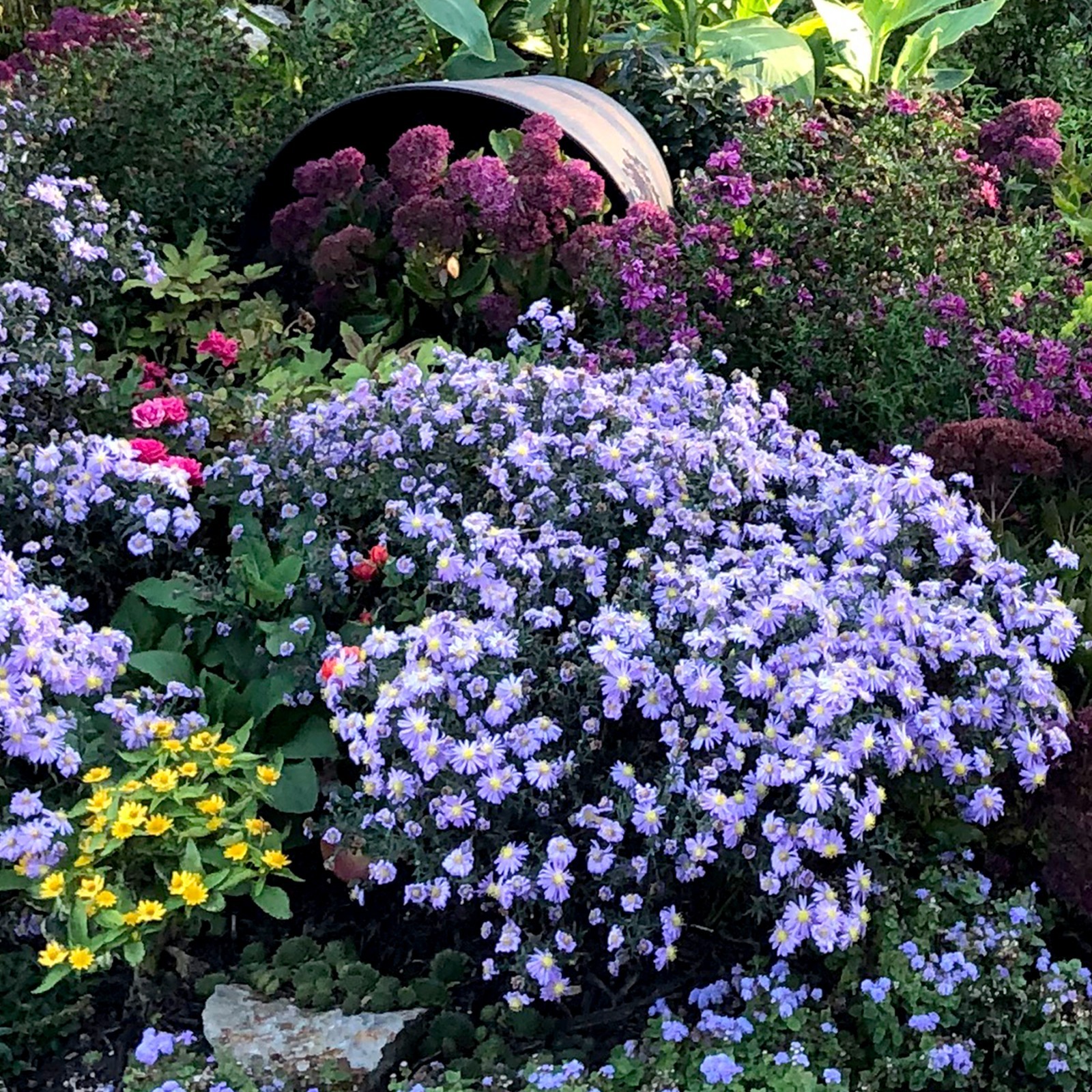 LOT of 5 – Lavender Mounding Aster – Perennial Starter Plants – Fall Blooming