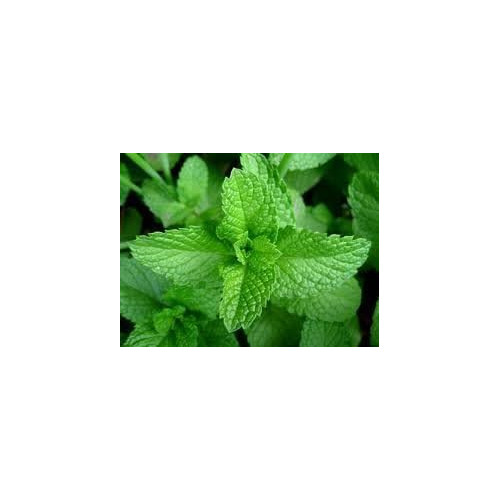 Peppermint Great Garden Herb by Seed Kingdom 1 OZ Seeds