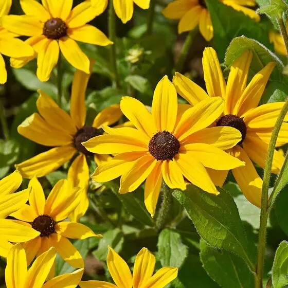 1000+ Black Eyed Susan (Rudbeckia Hirta) Flower Seeds|