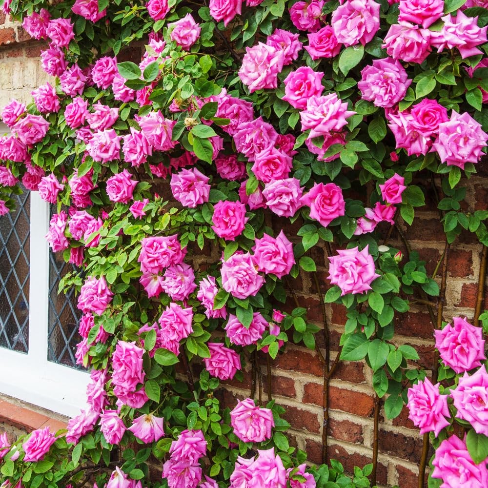 Carpet Creeping 150 Mix Climbing Rose Seeds For Planting Outdoors-Perennial