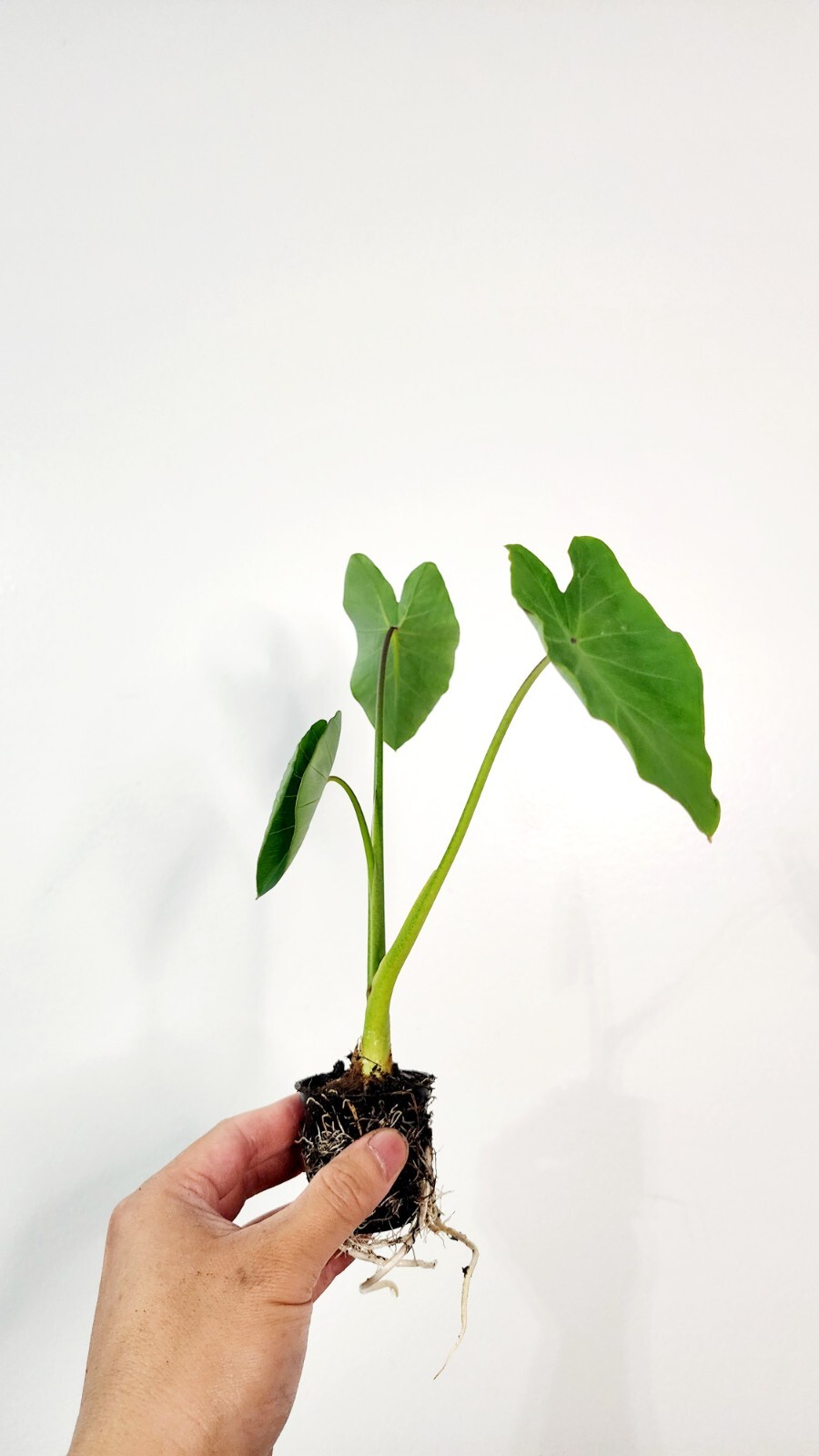 Live Green Taro Tropical Aquatic Marginal Bog Pond Plant