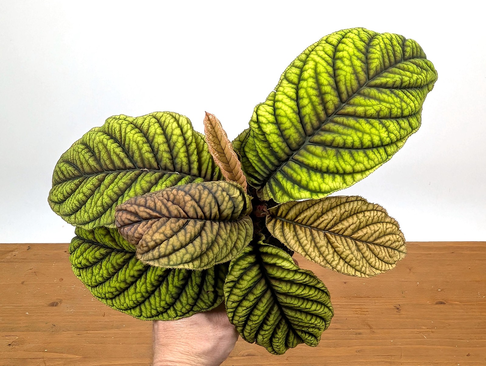 Ardisia Crenata Cool Fire – Deeply Textured Matte Leaves with Red/Green/Yellow