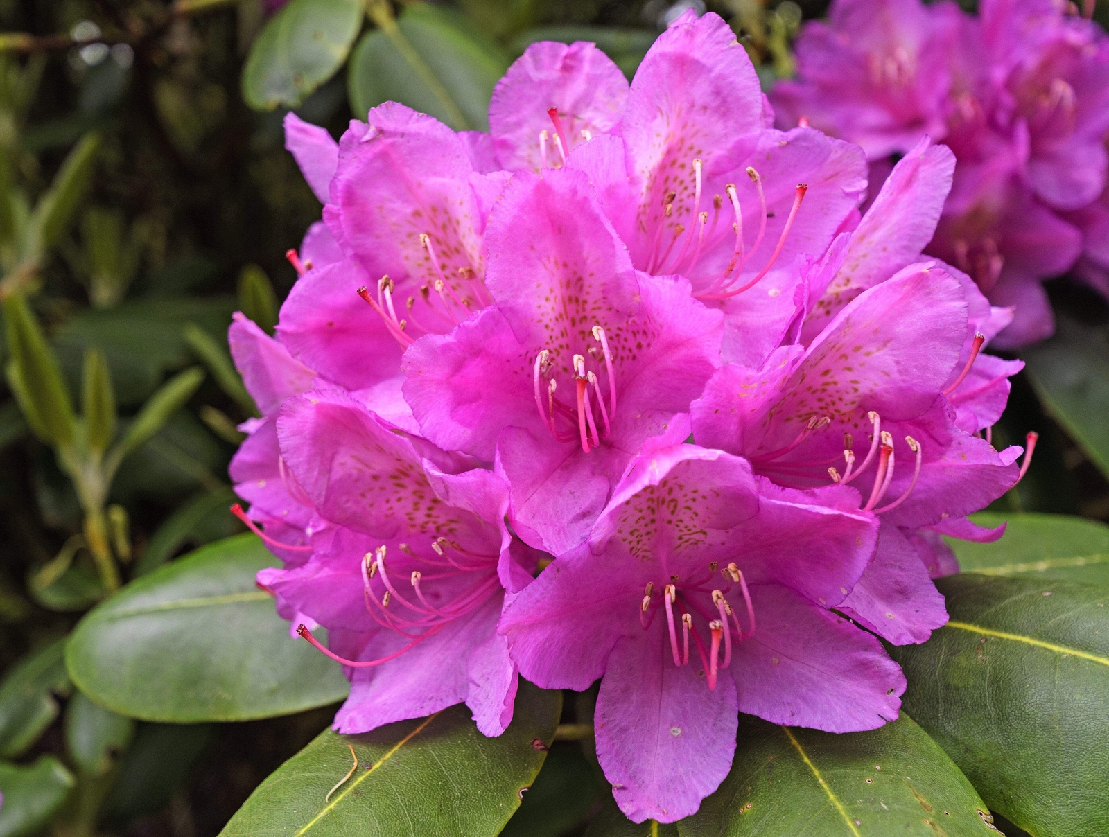 50 MIXED HYBRIDS RHODODENDRON spp Mixed Colors Flower Sun Shade Bush Shrub Seeds