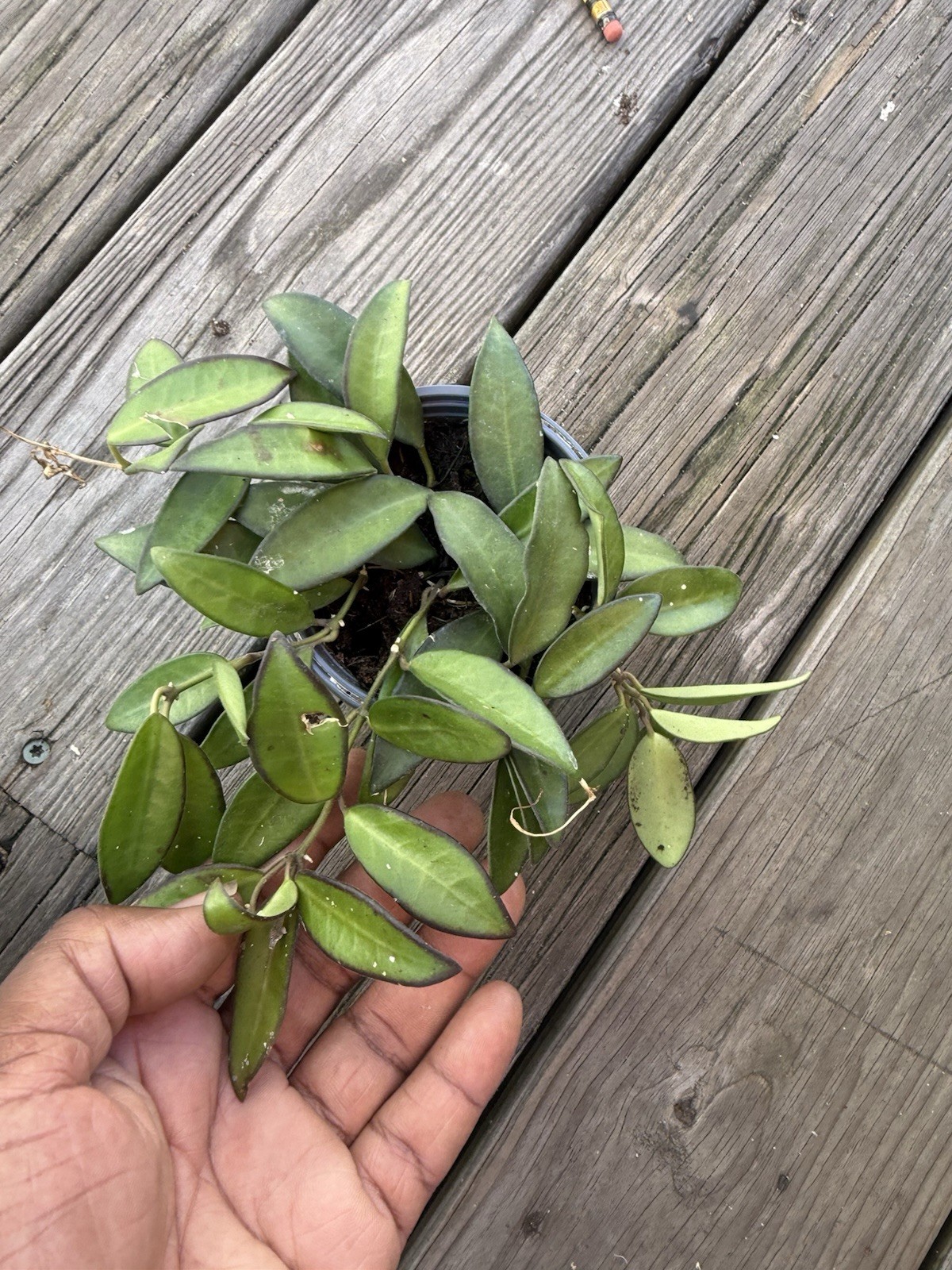 Hoya Rosita, 4 inch, Rare Hybrid of Hoya wayetii x tsangii