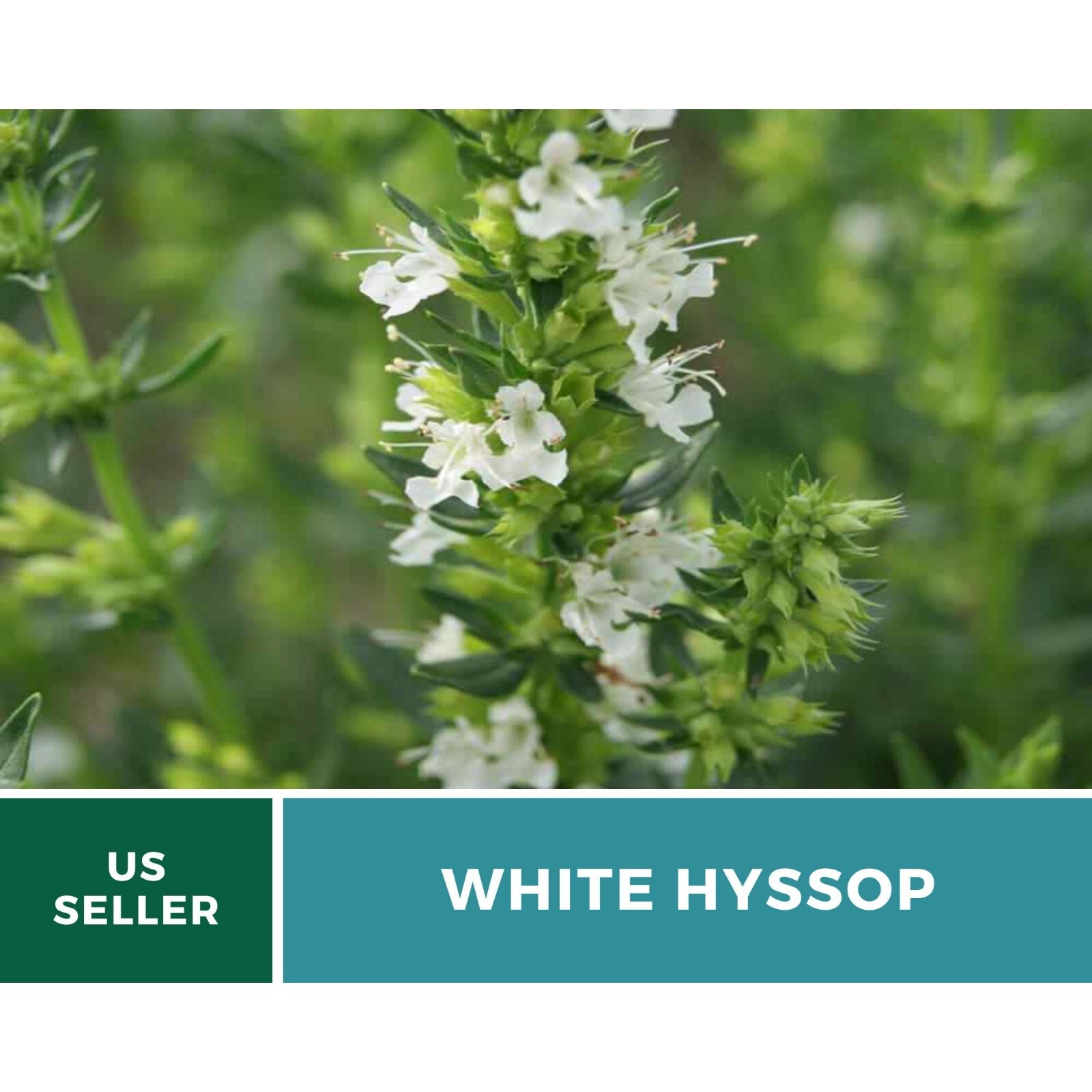 Hyssop, White – 50 Seeds – Culinary & Medicinal Herb (Hyssopus officinalis)
