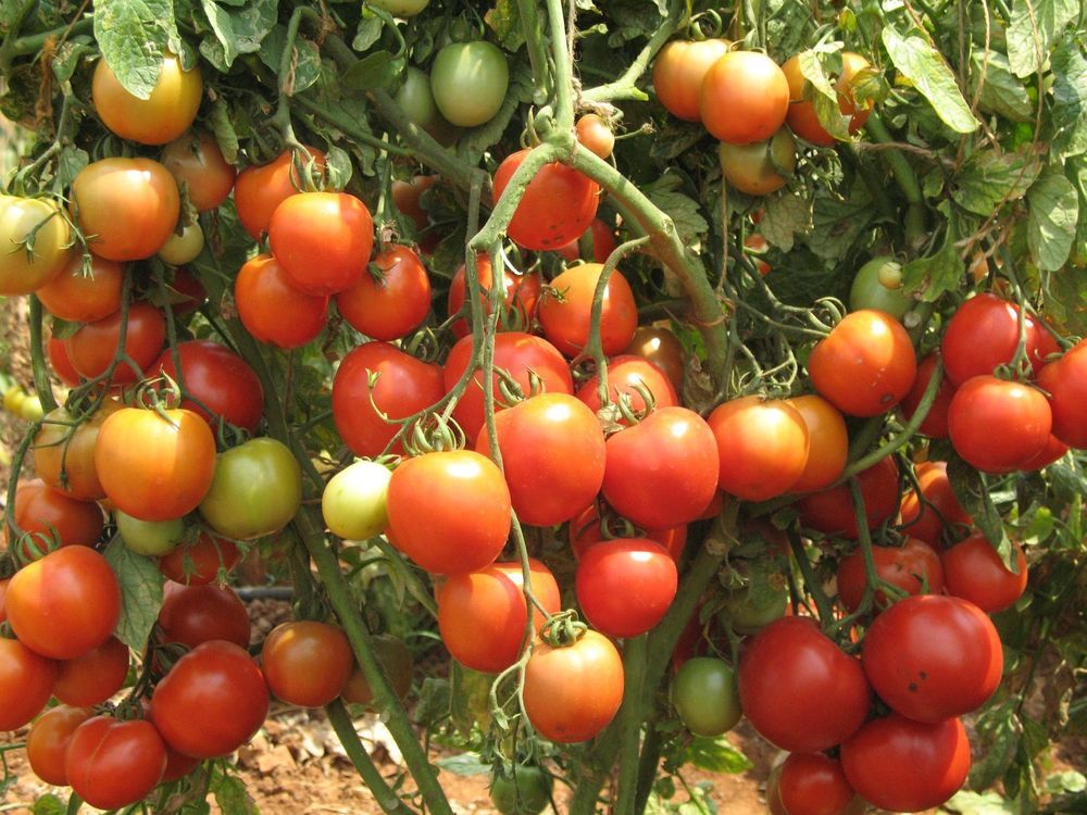 DELICIOUS RED Floradade tomato seeds non-gmo heirloom open pollinated EZ GRO!