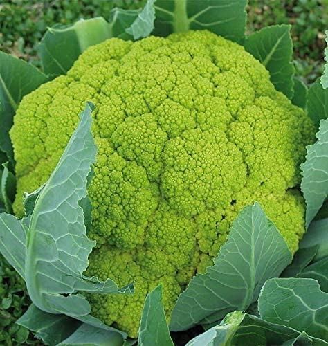 Verdi Hybrid Cauliflower Seeds (25+ Seeds)(More Heirloom, Organic, Non GMO, Vege