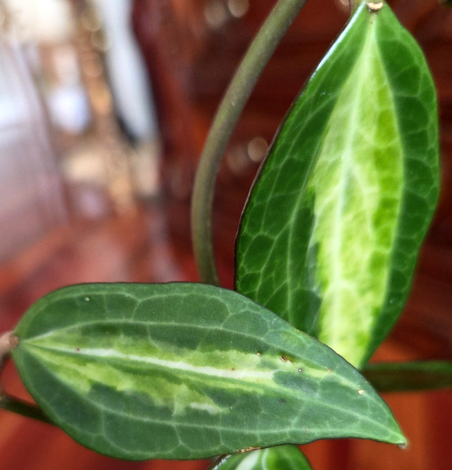 Rare Reverse Variegated Hoya Latifolia 24″ Tall Not Monstera Philodendron Aroid