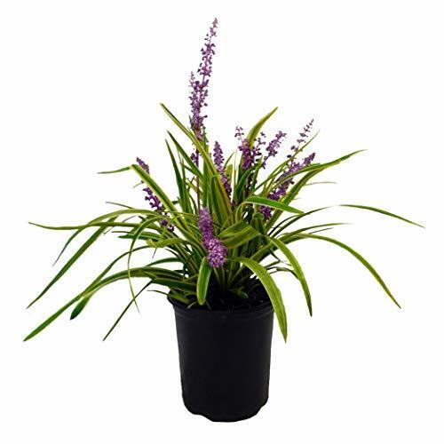 Liriope Grass, one gallon, Green/Purple