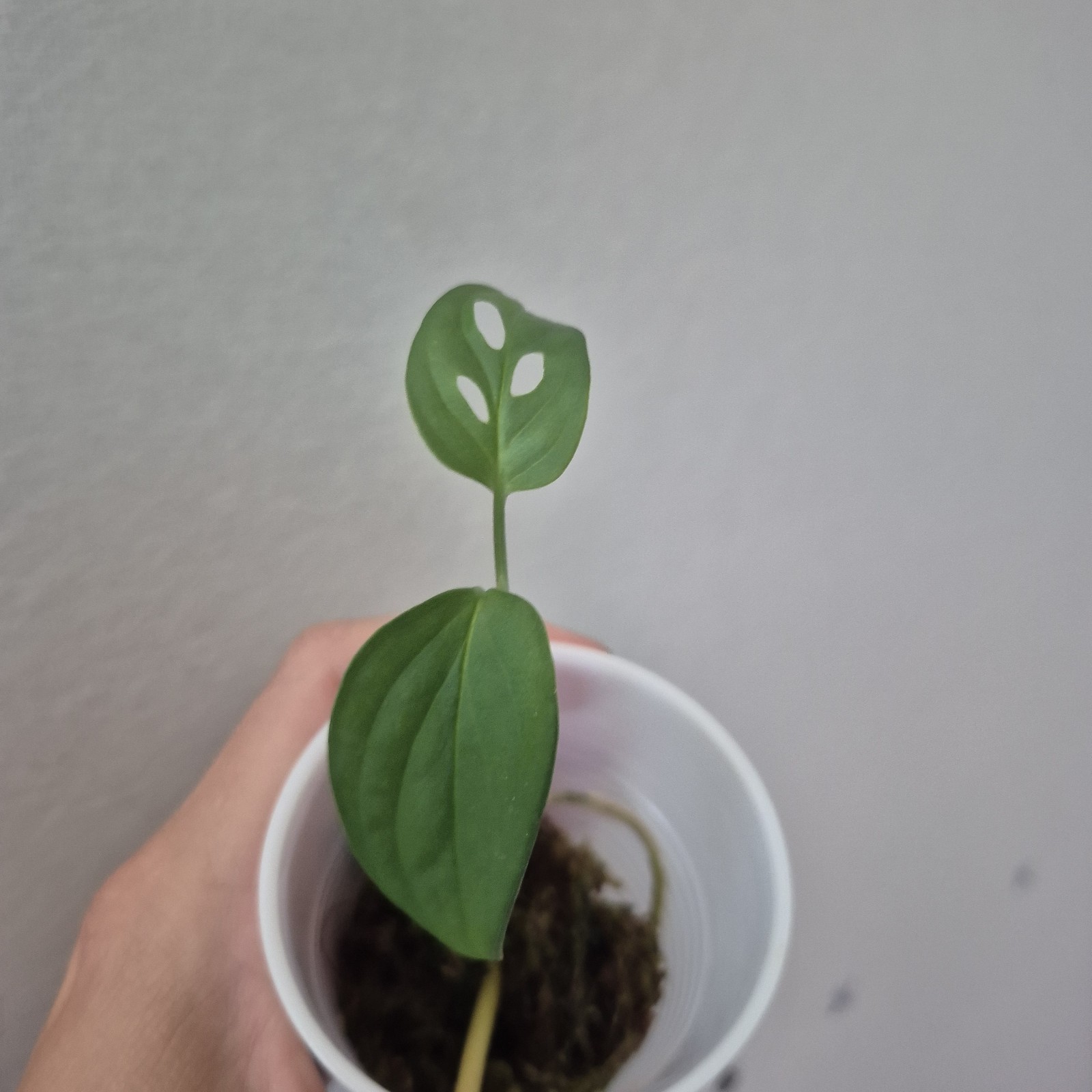 Monstera Adansonii – Monstera Swiss Cheese – 2.5 Inch – EXACT PLANT
