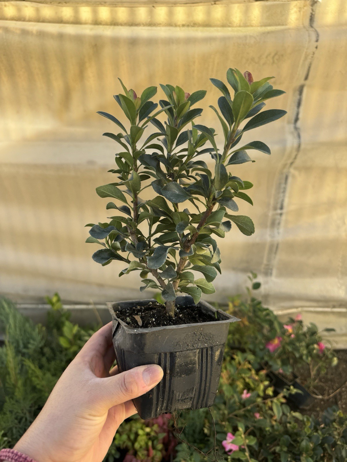 Dwarf Yedda Hawthorn Rhaphiolepis umbellata ‘Minor’, 4 Inch Pot