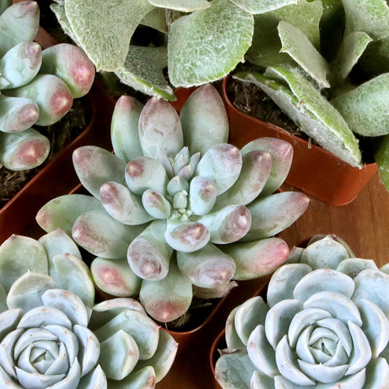 Colorful Deluxe Live Succulent Plants (6 Pack), Assorted Colors, No Duplicate…