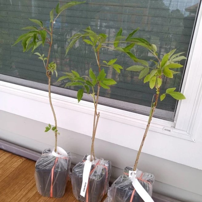 Elderberry Live Plants – 12″ Tall – 1qt Pot – Sambucus Canadensis – Zones 3-9