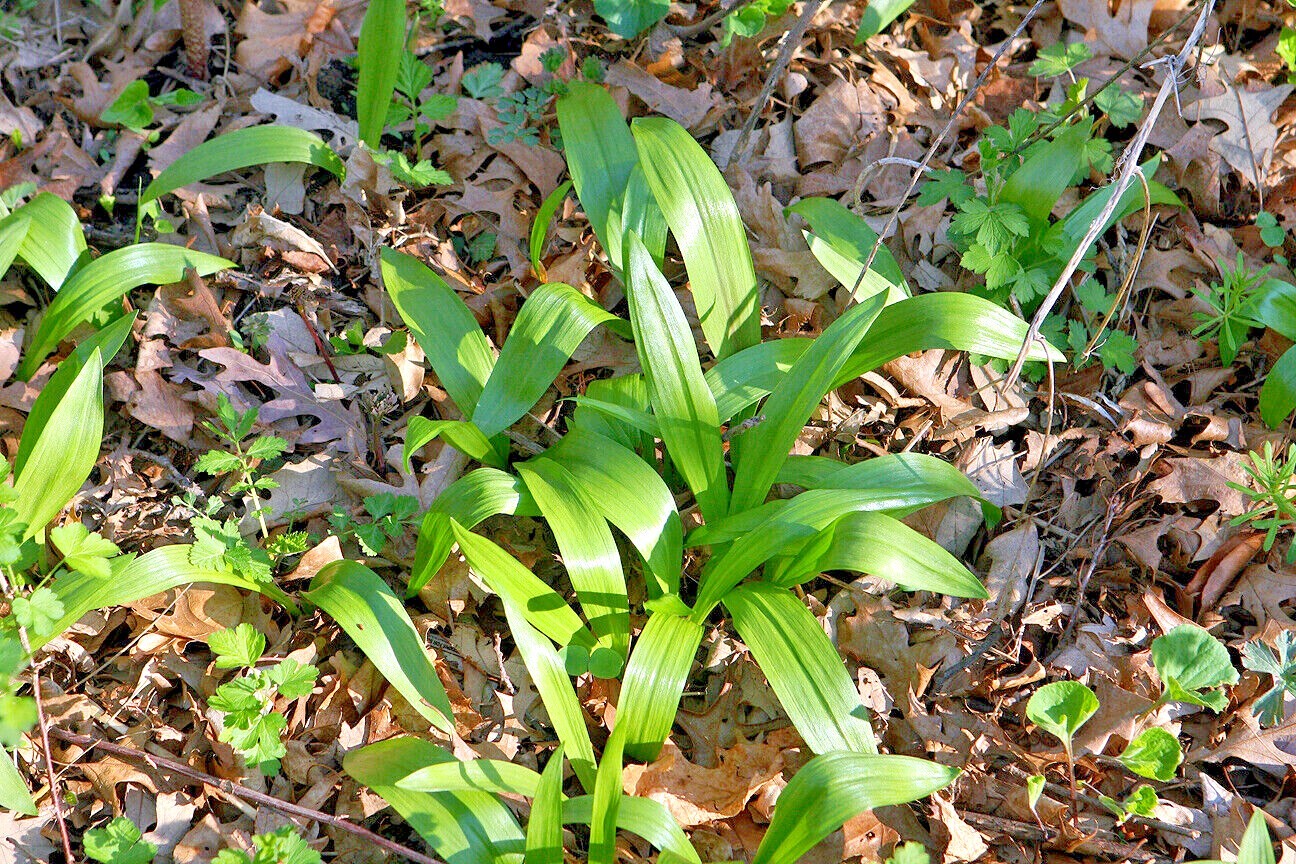WILD RAMPS Seeds (Allium tricoccum) Ramson Vegetable Wild Garlic Wild Leek Plant
