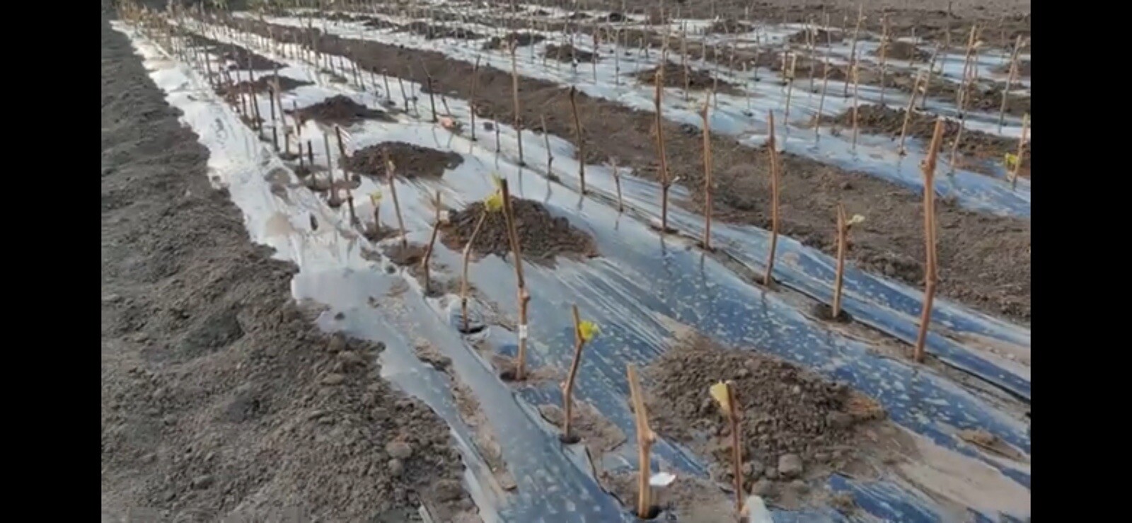 30 Grape Vines Grow Fruit Plants Grow Edible Perennial Food CANADA 2 MEXICO ZONE
