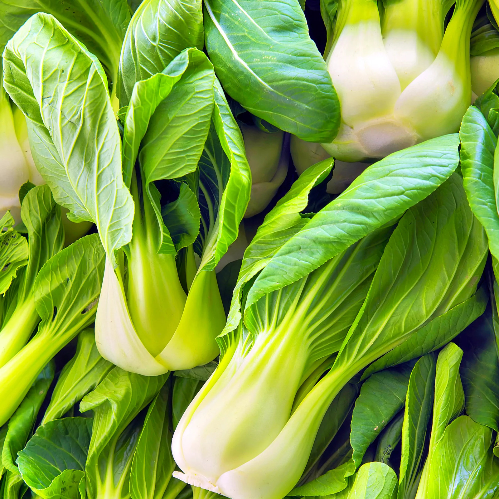 Wa Wa Qing F1 Bok Choy Seeds | Hybrid Shanghai Pak Choi Seed 2024 Fast Shipping