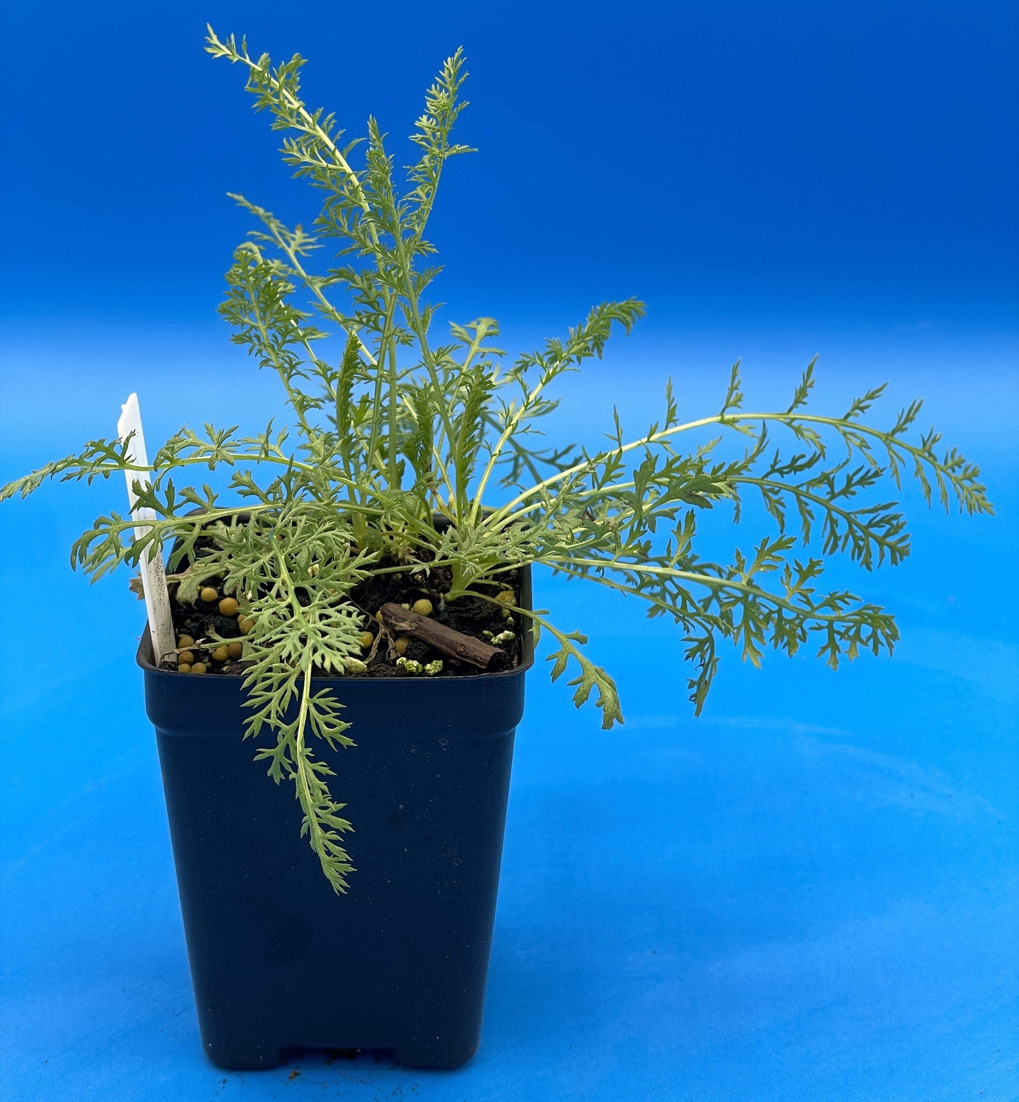 Yarrow Starter Plant – Achillea Millefolium Butterfly and Pollinator Magnet!