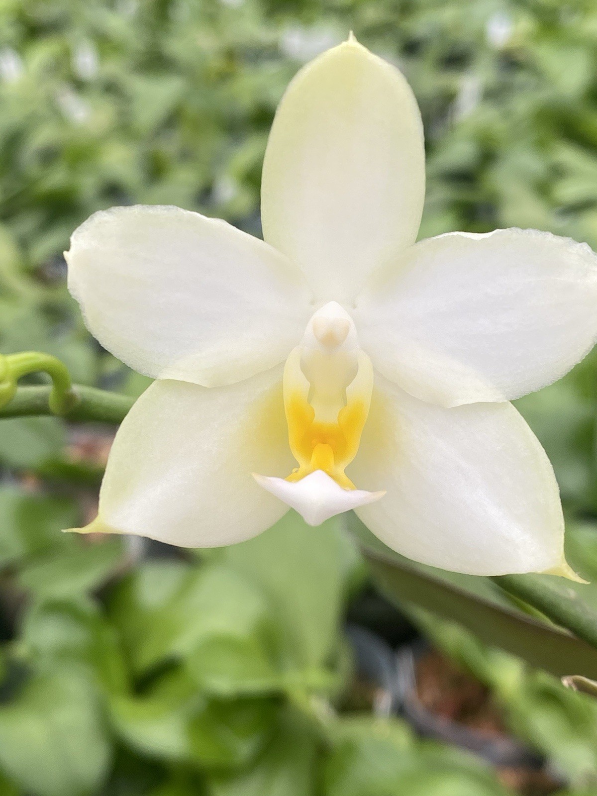 Original Phal Phalaenopsis Joy Spring Venus x bellina-FRAGRANT
