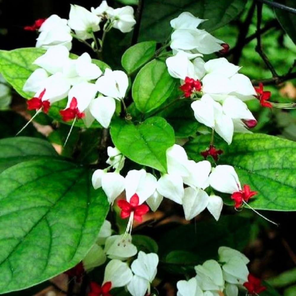 2 Assorted Bleeding Heart Clerodendrum Plants Live, Bell Vine Flowers