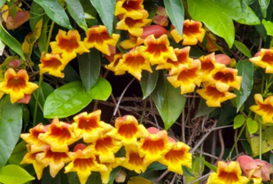 Gold & Crimson Crossvine (Bignonia capreolata) Live Plant Bare Root