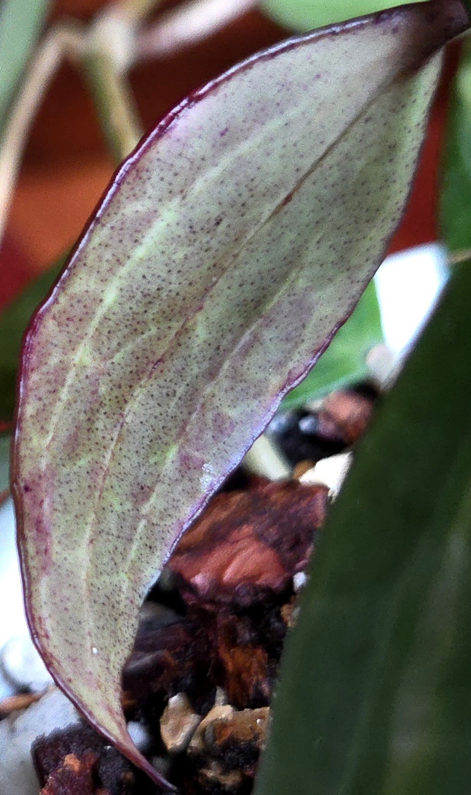 Rare Reverse Variegated Hoya Latifolia 24″ Tall Not Monstera Philodendron Aroid