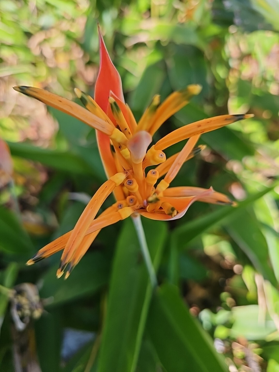 Parrot’s Beak Heliconia psittacorum Live Plant Orange Rooted