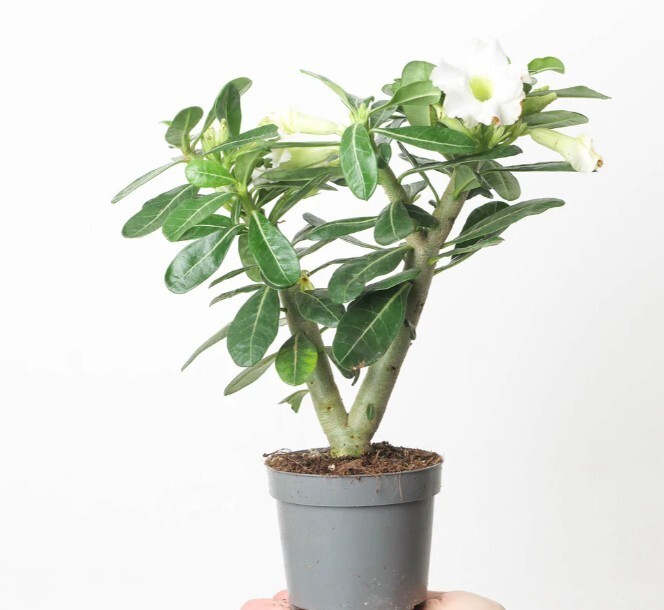 Adenium Obesum Desert Rose Live Plant White Flowers 2 Gallon Pot 20-24″ Tall