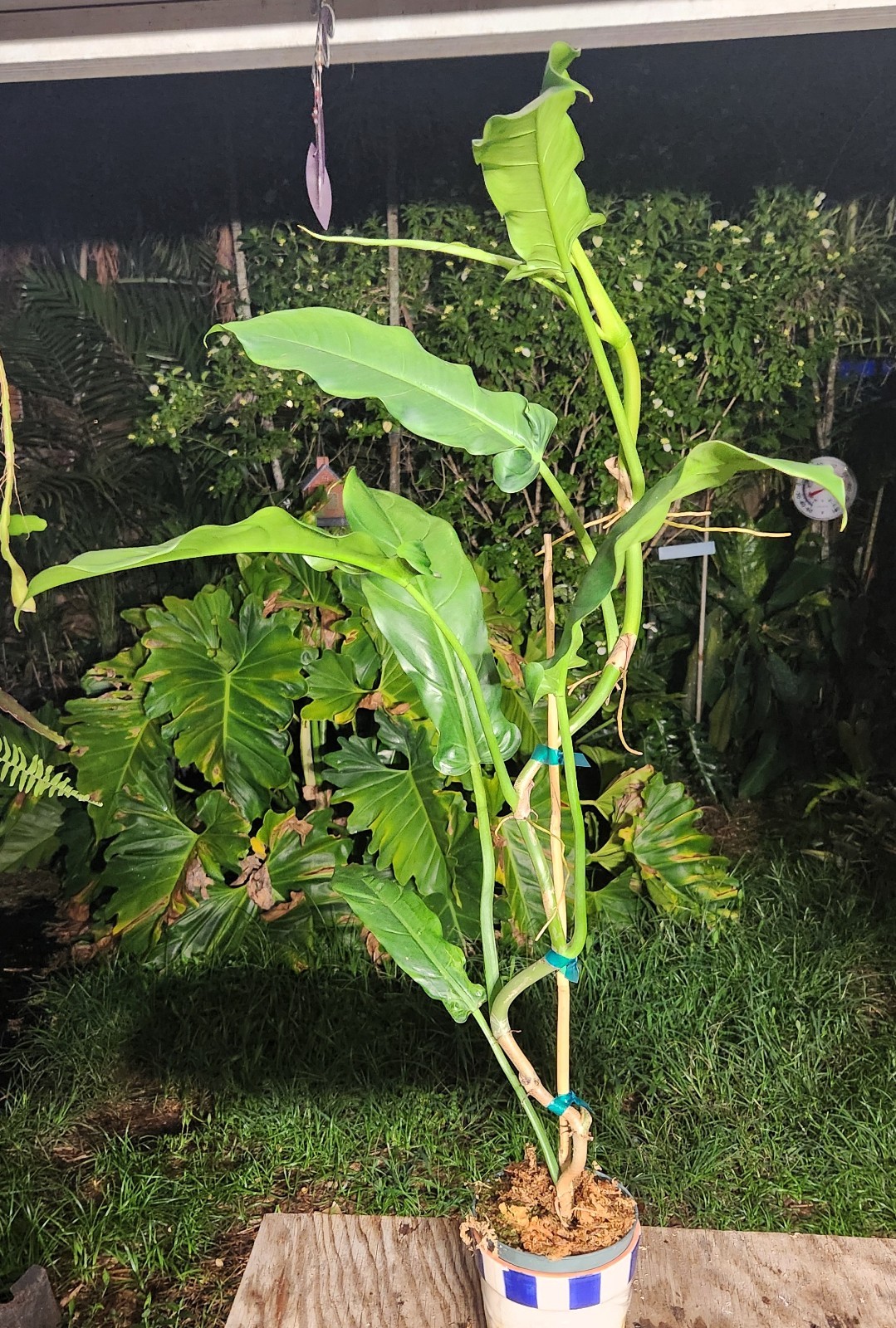 Philodendron barrosoanum giganteum Plant grown in 5″ pot 36″ Tall 17″ Wide LARGE