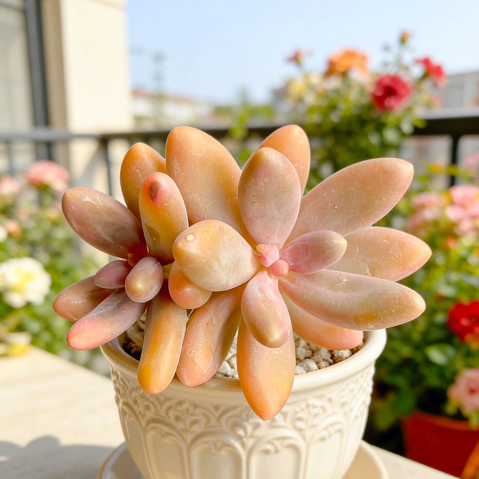 Pachyphytum Captain Jessop Rare Succulent Plant, Bare Root Easy Care Live